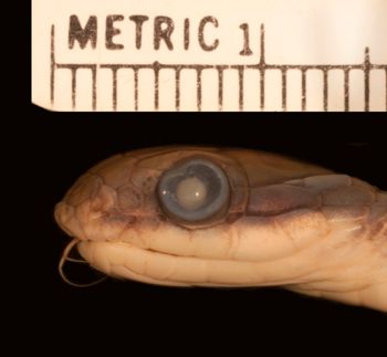 Media type: image;   Herpetology R-142422